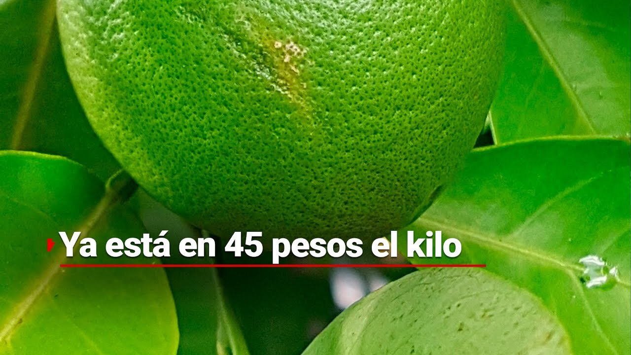 ¡El kilo del limón ya alcanzó los 45 pesos! El alza se debe a la violencia en Michoacán