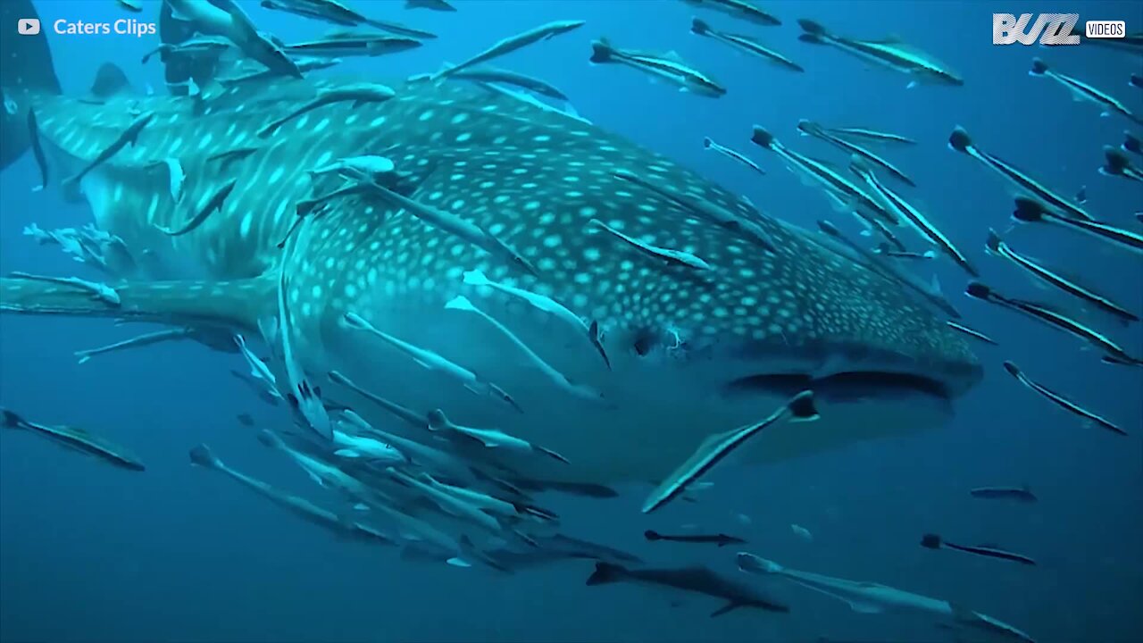 Tubarão-baleia, o gigante inofensivo do mar