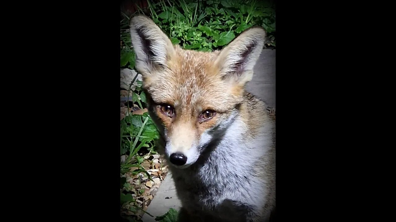 🦊DISCO FOXES - my back door urban fox Ajax and her vixen daughter music video