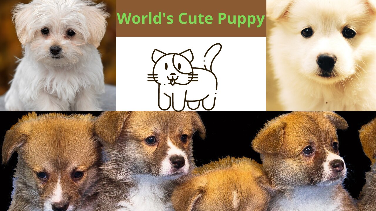 World Cute puppy