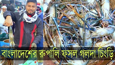 মেঘনা নদীর বড় চিংড়ি মাছ বিক্রি বাজার থেকে ১১০০ টাকা কেজি চিংড়ি কিনলাম ।