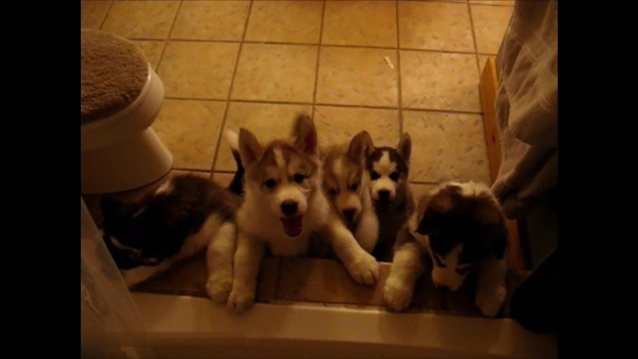 Husky puppies interrupt my shower!