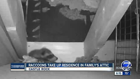 Raccoons caught on camera taking up residence in attic of Castle Rock family