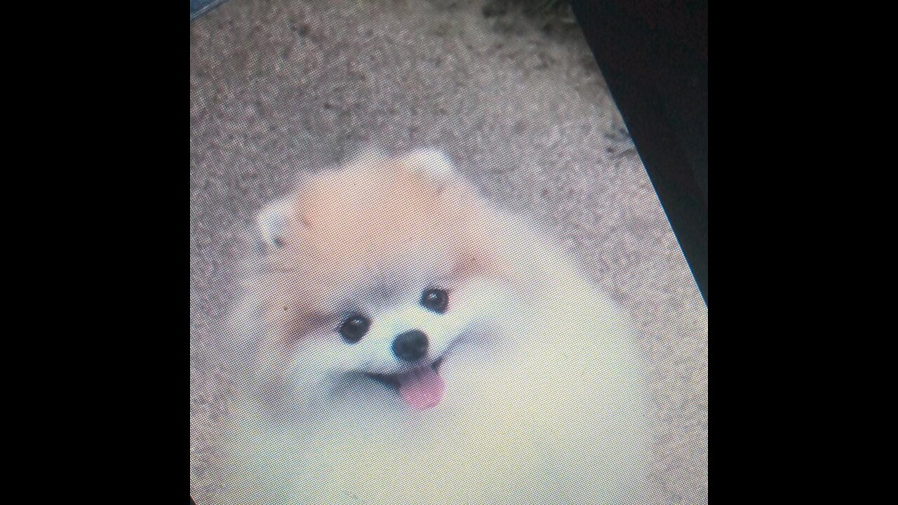 cute #dog short video| cute puppy shorts| #short #shortvideo #firstshortvideo #cutedog #dogs #shorts