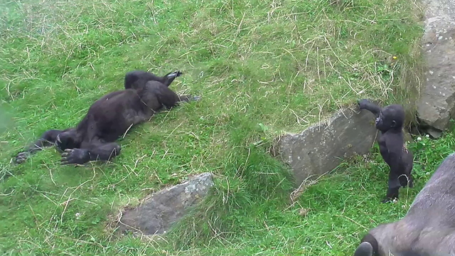 Gorilla Humorously Slides Backwards Downhill