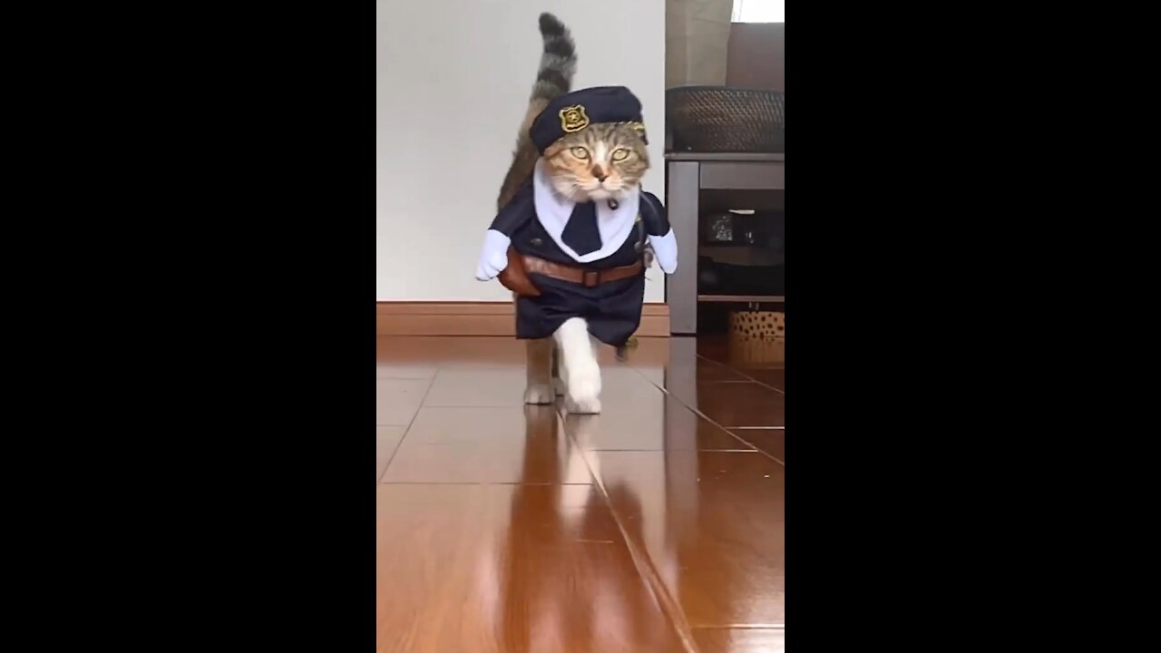 Funny cat walk