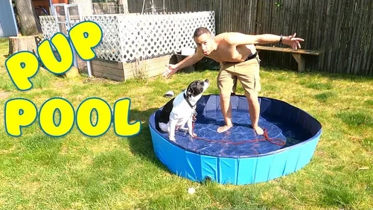 Foldable Dog Pool Setup & Review