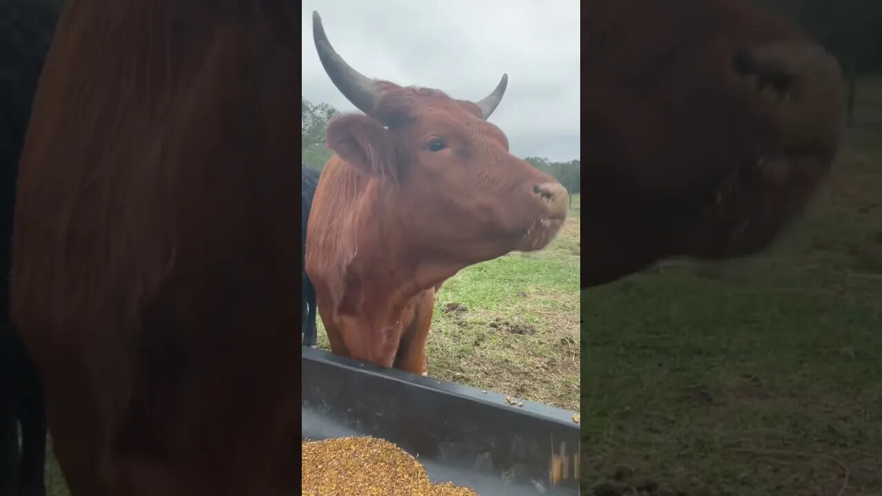 Cattle eating, full length #cow #cows #cattleranch #cattle #shorts