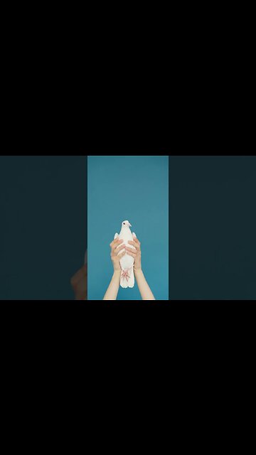 VÍDEO SEM DIREITOS AUTORAIS: