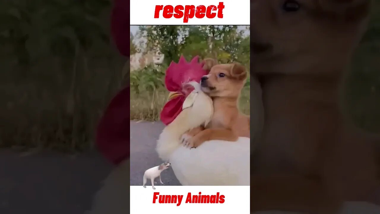 funny animals | hewan lucu #funnyanimals #hewanlucu #rispect