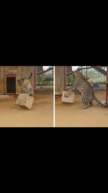 Jaguar Playing with a cardboard box and having fun
