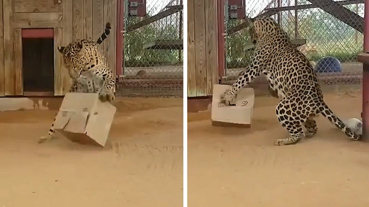 Jaguar Playing with a cardboard box and having fun