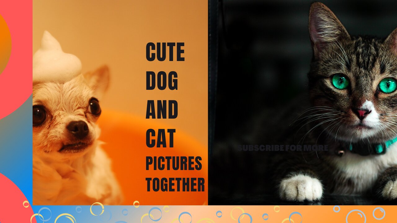 CUTE CAT And DOG Pictures Together