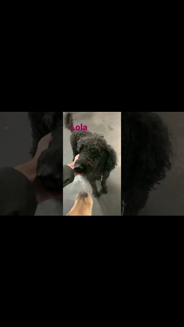 [Shorts 0174] LOLA [#dogs #doggos #doggos #puppies #dogdaycare]