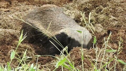 Honey Badger in the Kruger National Park, South Africa.