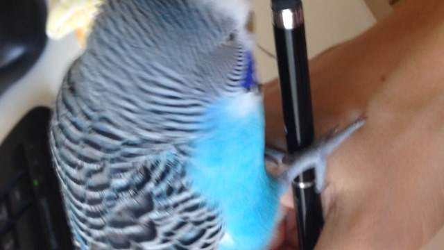 Give me the pen