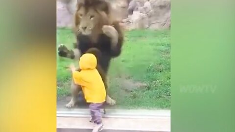 Animal Funny Encounter