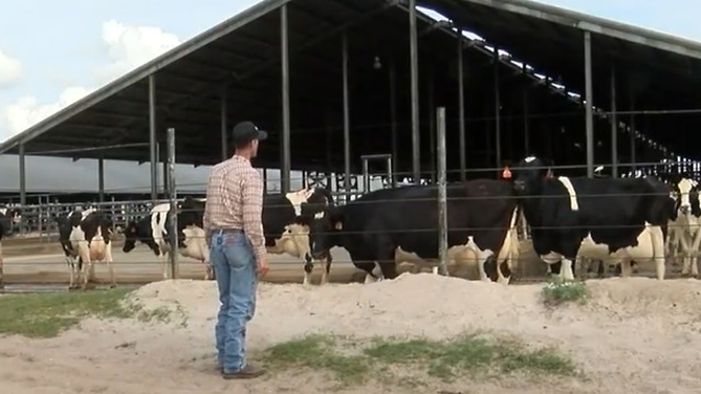 Alleged abuse at cows in Okeechobee County: Dairy farm placed on probationary status