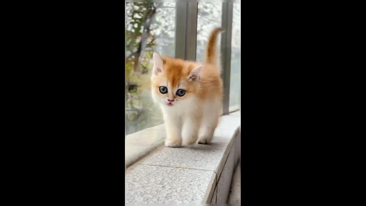 cute cat