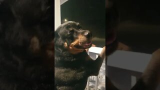 Rottweiler Loves Watching The Snow Fall 💖 #rottweiler #shorts