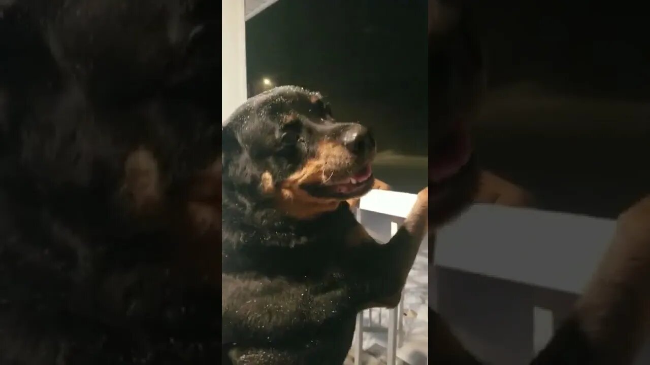 Rottweiler Loves Watching The Snow Fall 💖 #rottweiler #shorts