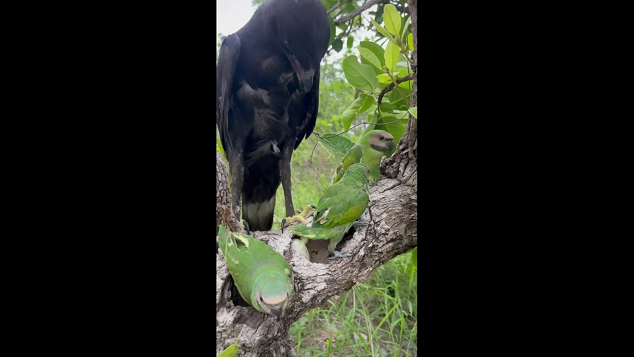 big eagle reach in parrots nest