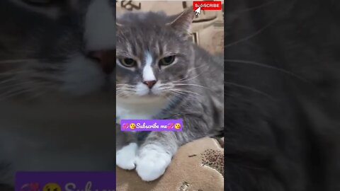 Cute silly cat videos 💞🥰 #shorts #cats #catvideos #catlovers