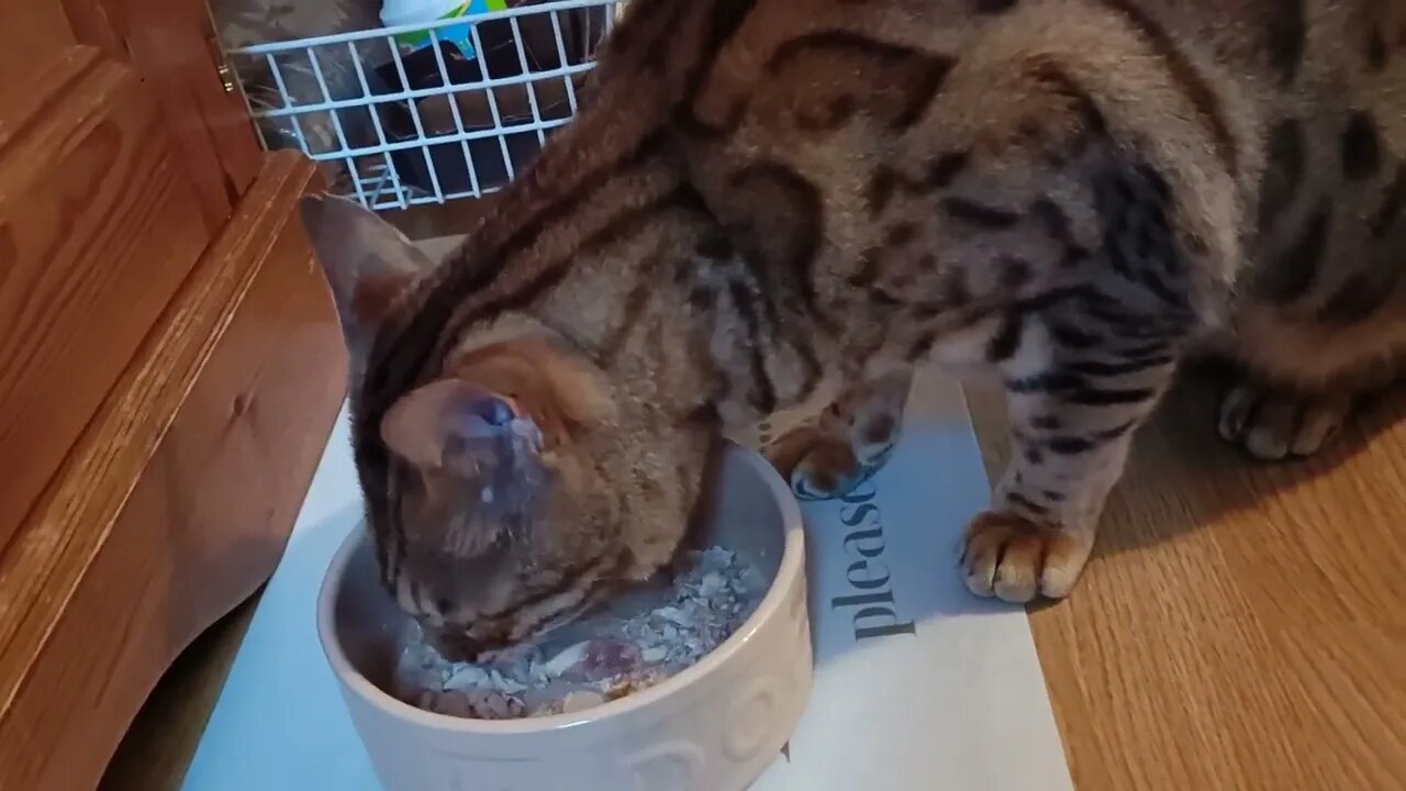 Bedford's Food ASMR (he's a noisy eater! #catasmr #foodasmr