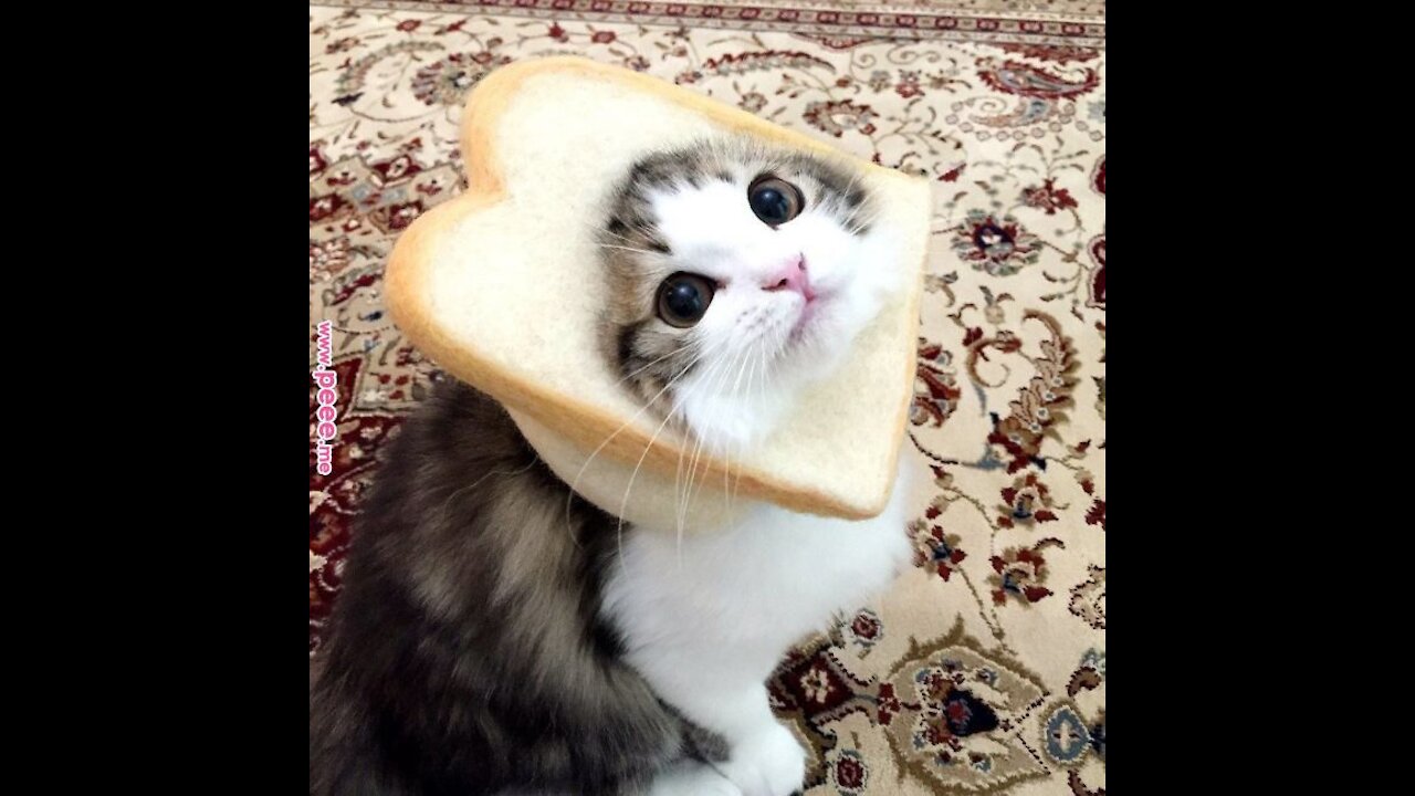 Cute Fluffy Munchkin Cat