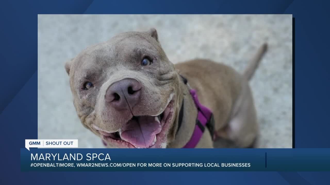 Thor the dog is looking for a new home at the Maryland SPCA