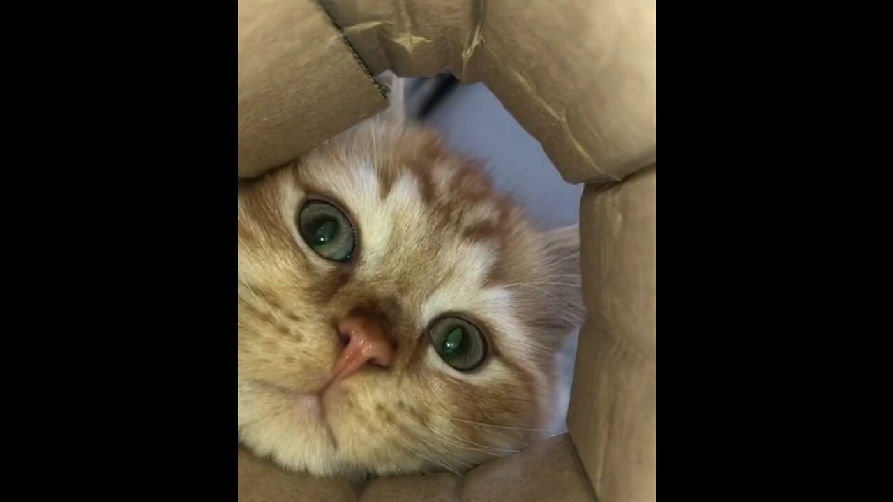 When did you find out you were being followed