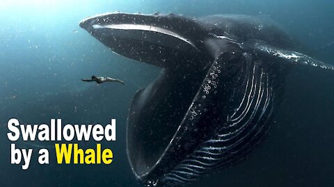 What to Do If You Are Swallowed by a Giant Whale?