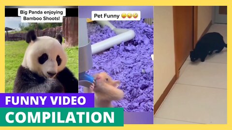 Funny Animals Compilation | Animal that make you #rumble