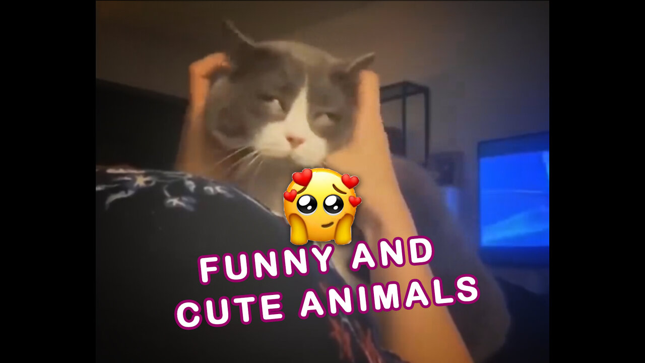 Funny and cute animals