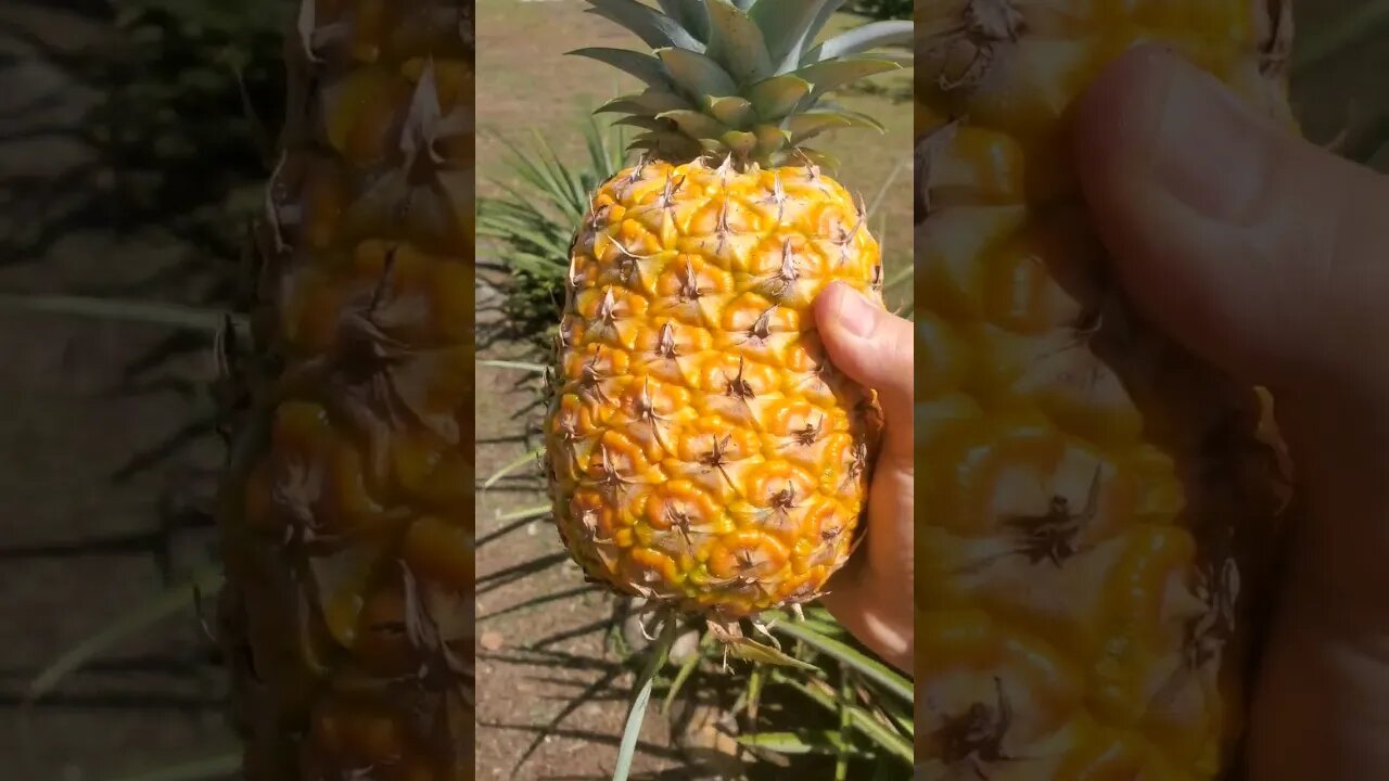 Truly Organic Pineapple from our Yarden 🍍