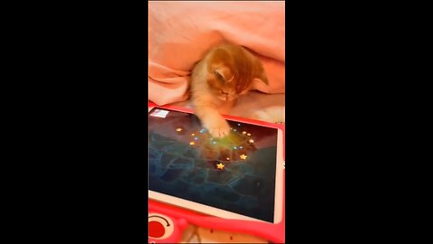 Funny Animal Video 🤣🤣🤣