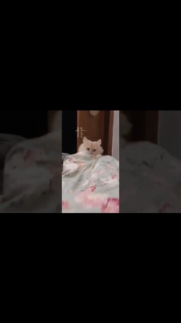 Кота колбасит под музыку #tiktok#shorts