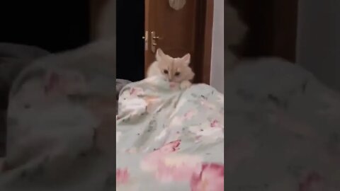 Кота колбасит под музыку #tiktok#shorts