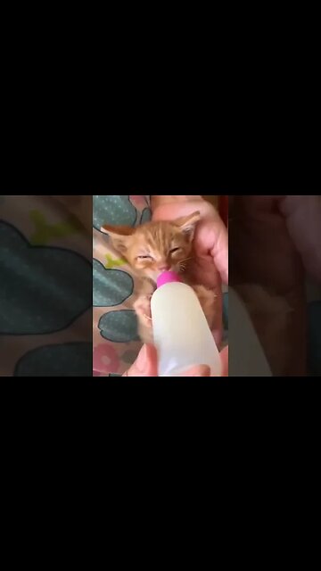 Desayuno Miau Miau 😺😸😹