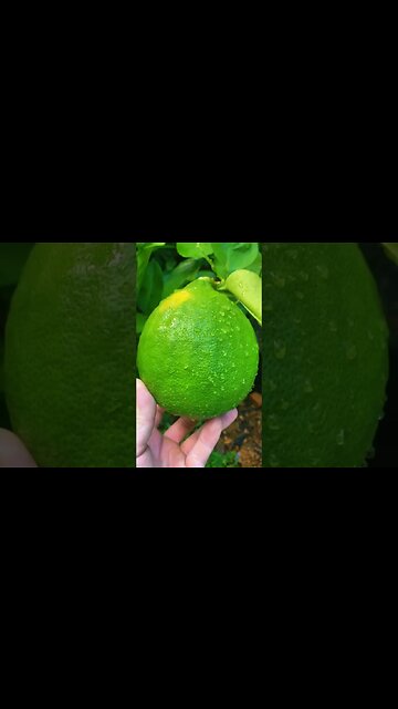 World's Heaviest Lemons? Witness the 5-Pound Citrus Giants!