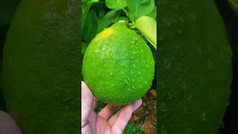 World's Heaviest Lemons? Witness the 5-Pound Citrus Giants!