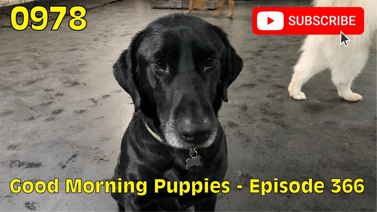 [0978] GOOD MORNING PUPPIES - EPISODE 366 [#dogs #doggos #doggies #puppies #dogdaycare]