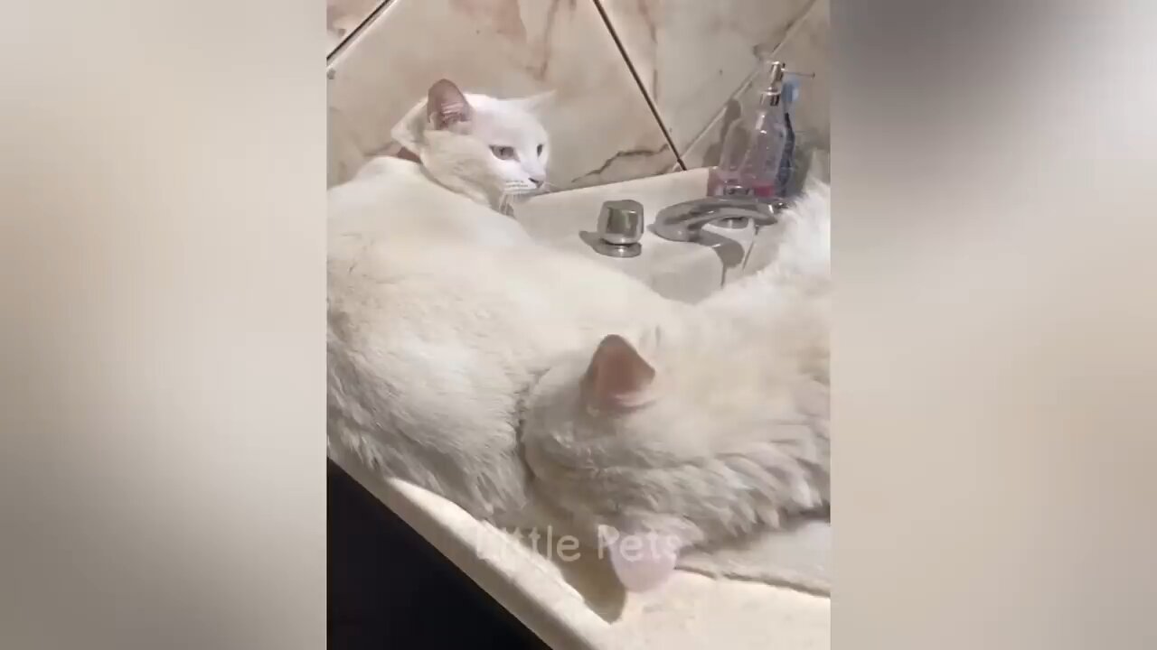 funny cat video