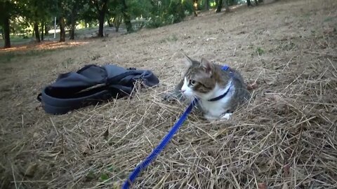 Sweet Kitten Is Looking around