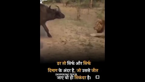 Share vs jungali bhains