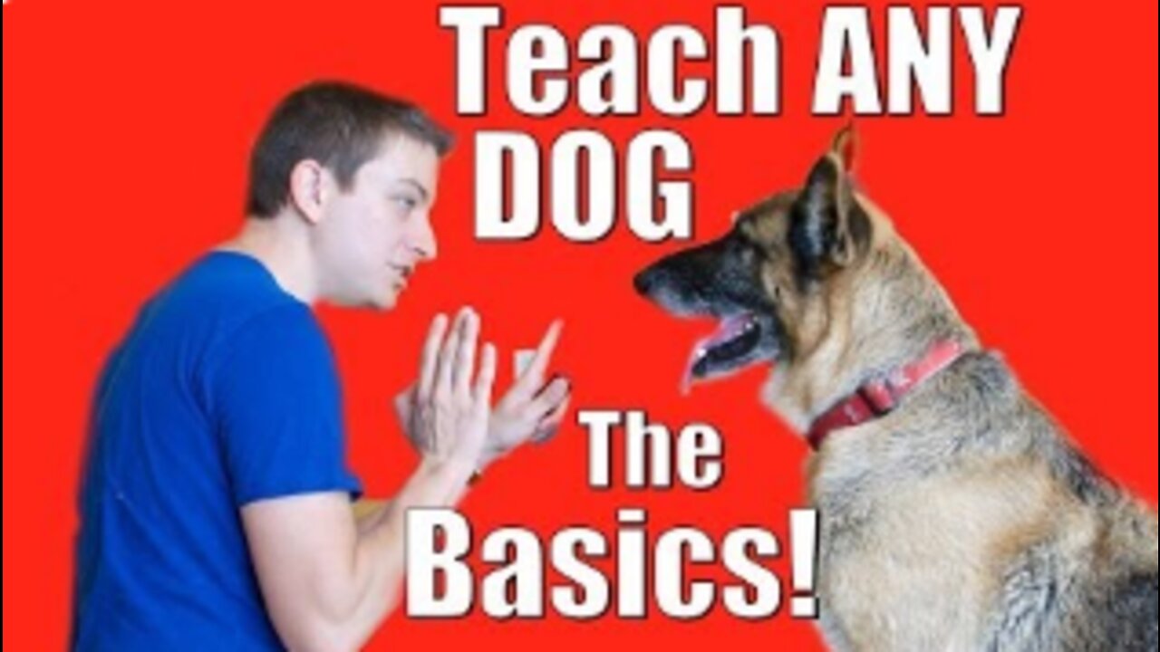 Dog Training 101_ How to Train ANY DOG the Basics