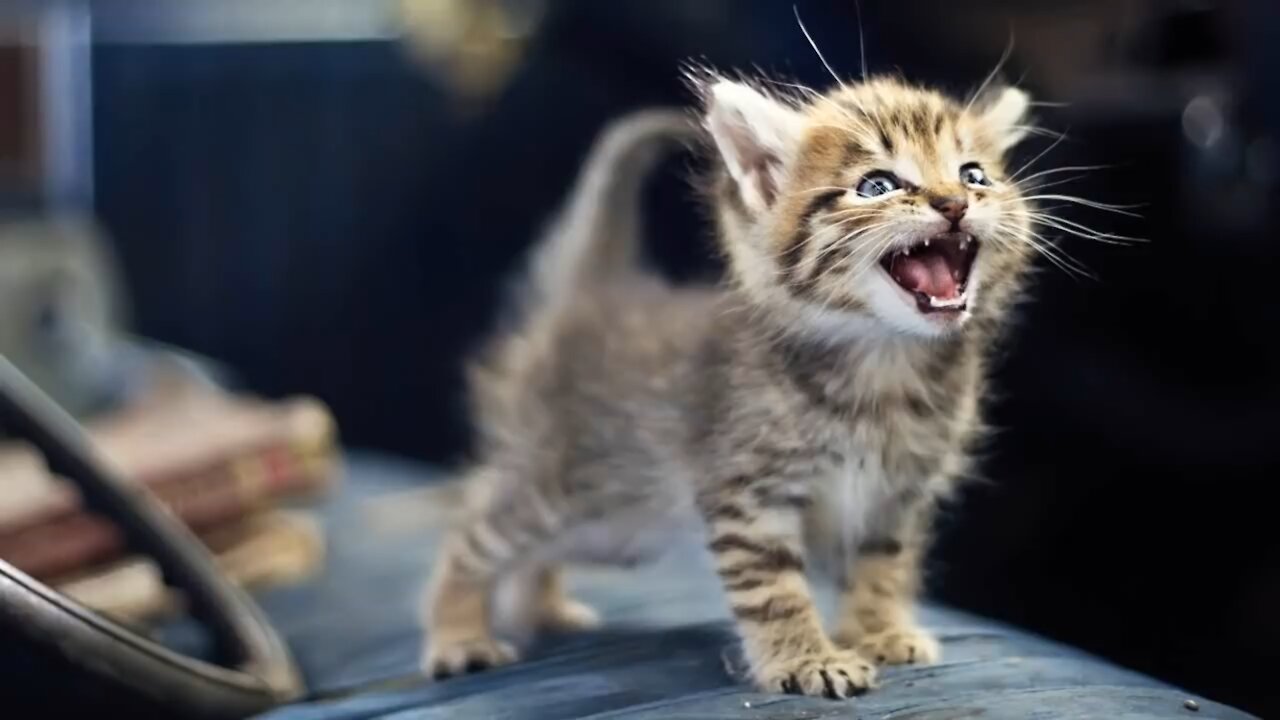 Little kittens meowing and talking Cute cat video