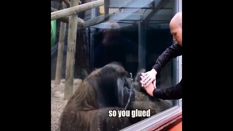 Monkeys Magic