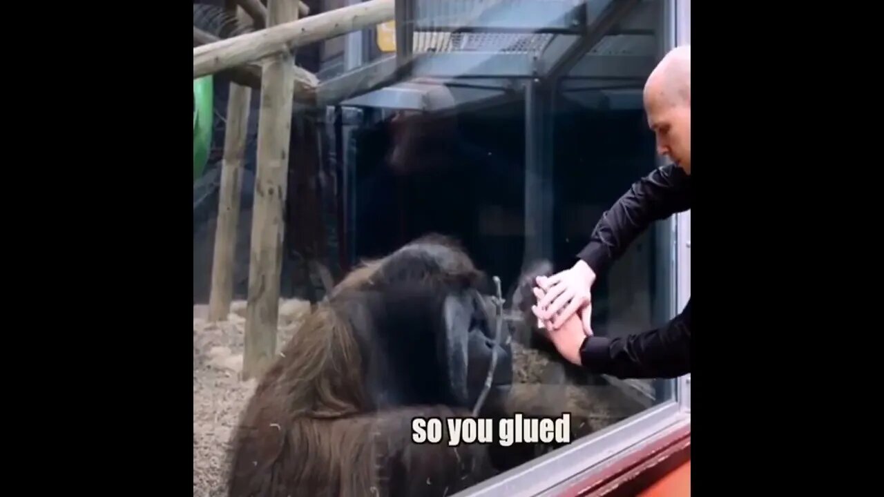 Monkeys Magic