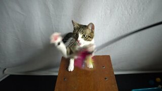 Kitten Plays with Rainbow Toy